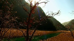 九寨沟之芦苇海