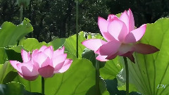 Lotus 饭制版