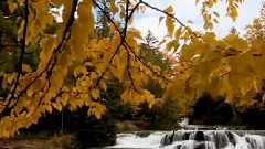 Dans la Foret Enchantee