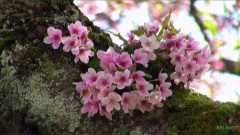 Дыхание весны