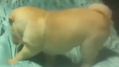 GD推特更新视频一则