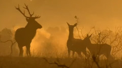 Giovanni Marradi - St Croix