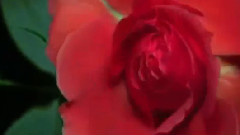 Marco Antonio Solis Donde Estara Mi Primavera