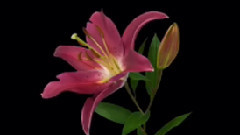 Michel Pepe - Dans la Presence du Coeur