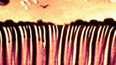 音悦stage - 春水流