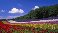 THE NICE VIEW OF HOKKAIDO