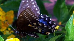 To Become A Butterfly