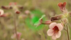 Ancylostemon Humilis