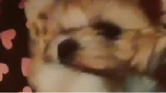 东海INS视频更新