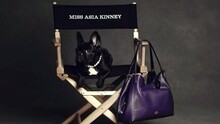 Lady Gaga携爱犬Asia代言Coach广告片