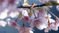 Reverence (relaxing music)