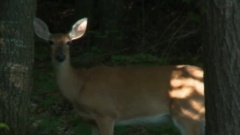 A Walk In The Forest