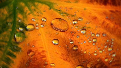 Giovanni Marradi - Fall colors