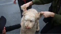 Quilt - Eye Of The Pearl