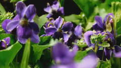 I Genitori To Take To Hold