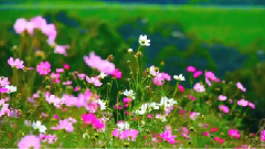 In The Morning Light