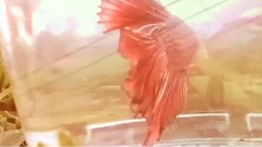 最遥远的距离是自己离开自己