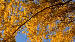 Memories Of The Fall