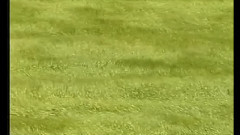 莫扎特 - 莫扎特弦乐小夜曲